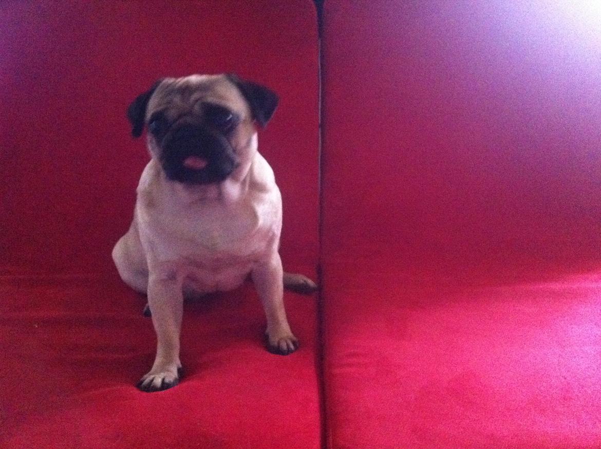 Mops Micha (MIN MORMOR'S) billede 5
