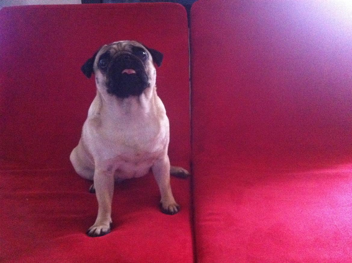 Mops Micha (MIN MORMOR'S) billede 7