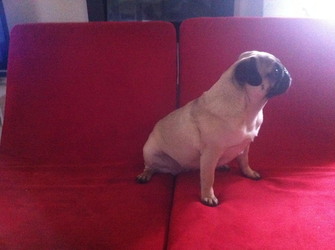 Mops Micha (MIN MORMOR'S) billede 8