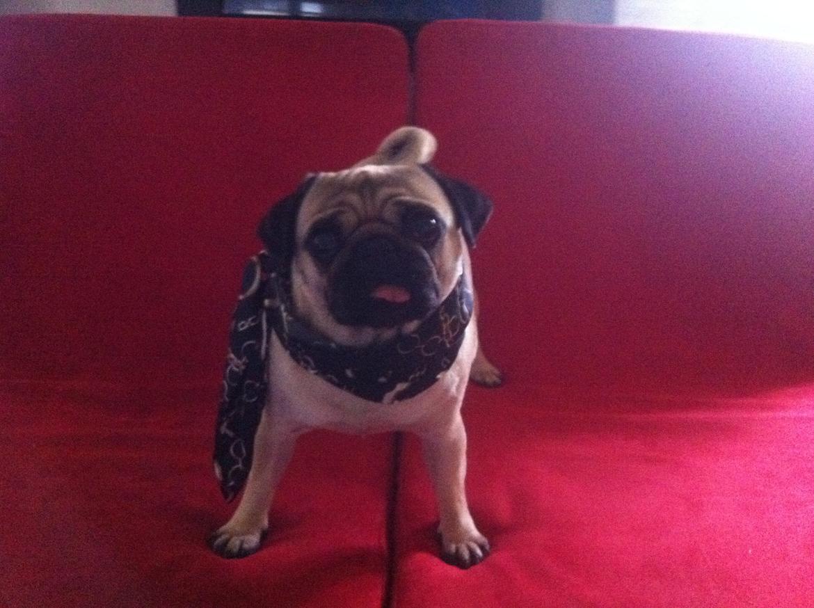 Mops Micha (MIN MORMOR'S) billede 9