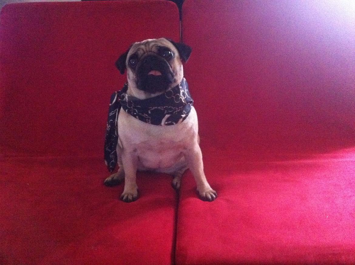 Mops Micha (MIN MORMOR'S) billede 10