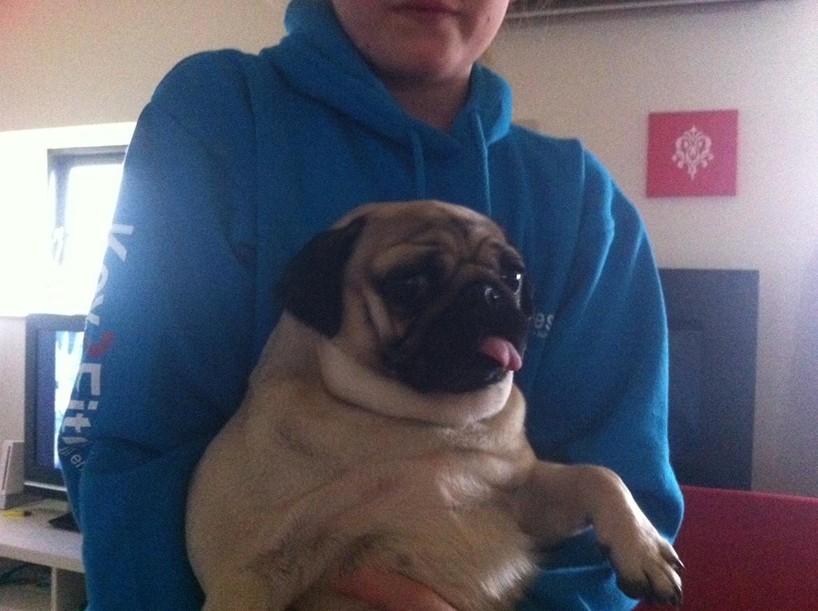 Mops Micha (MIN MORMOR'S) billede 4