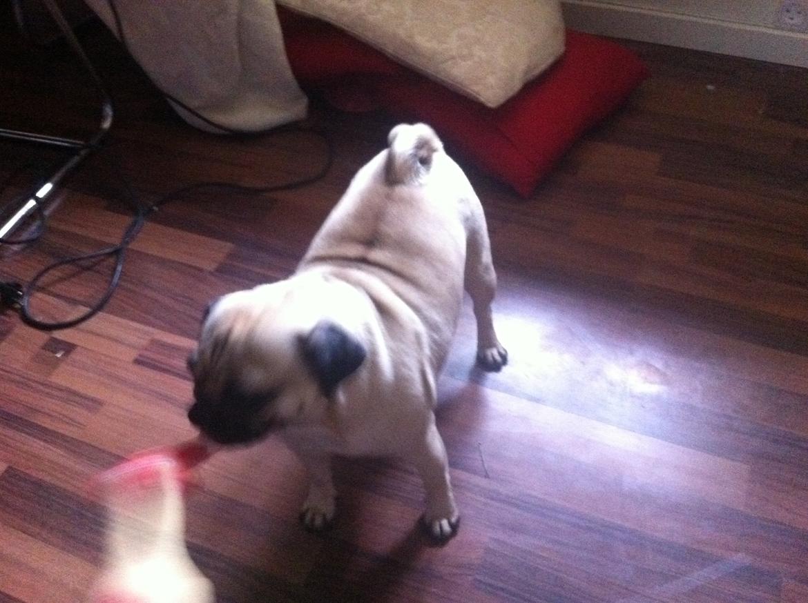 Mops Micha (MIN MORMOR'S) billede 11