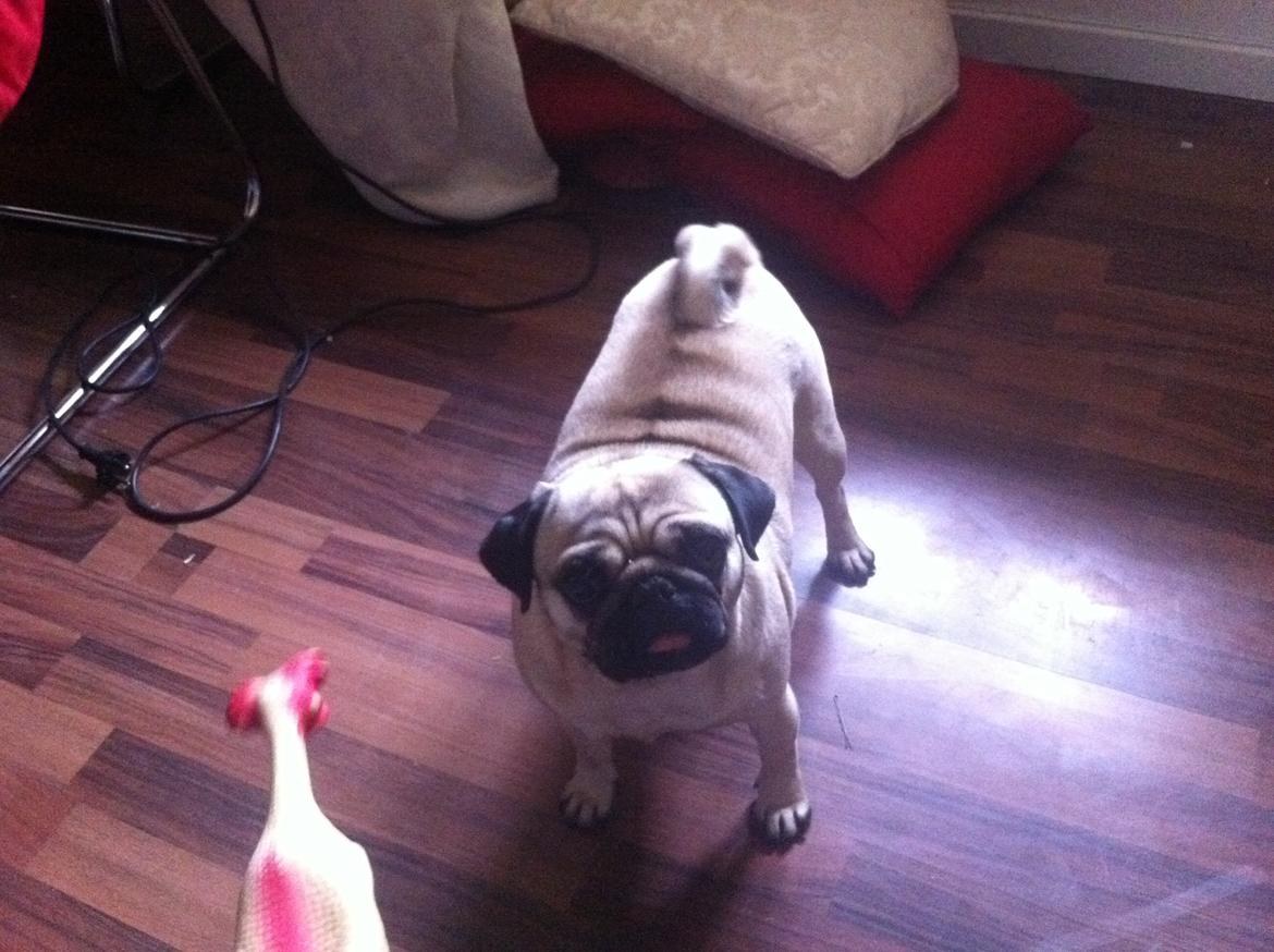 Mops Micha (MIN MORMOR'S) billede 6