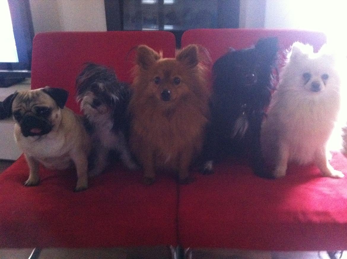 Mops Micha (MIN MORMOR'S) billede 12