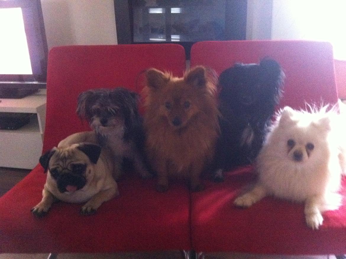 Mops Micha (MIN MORMOR'S) billede 13