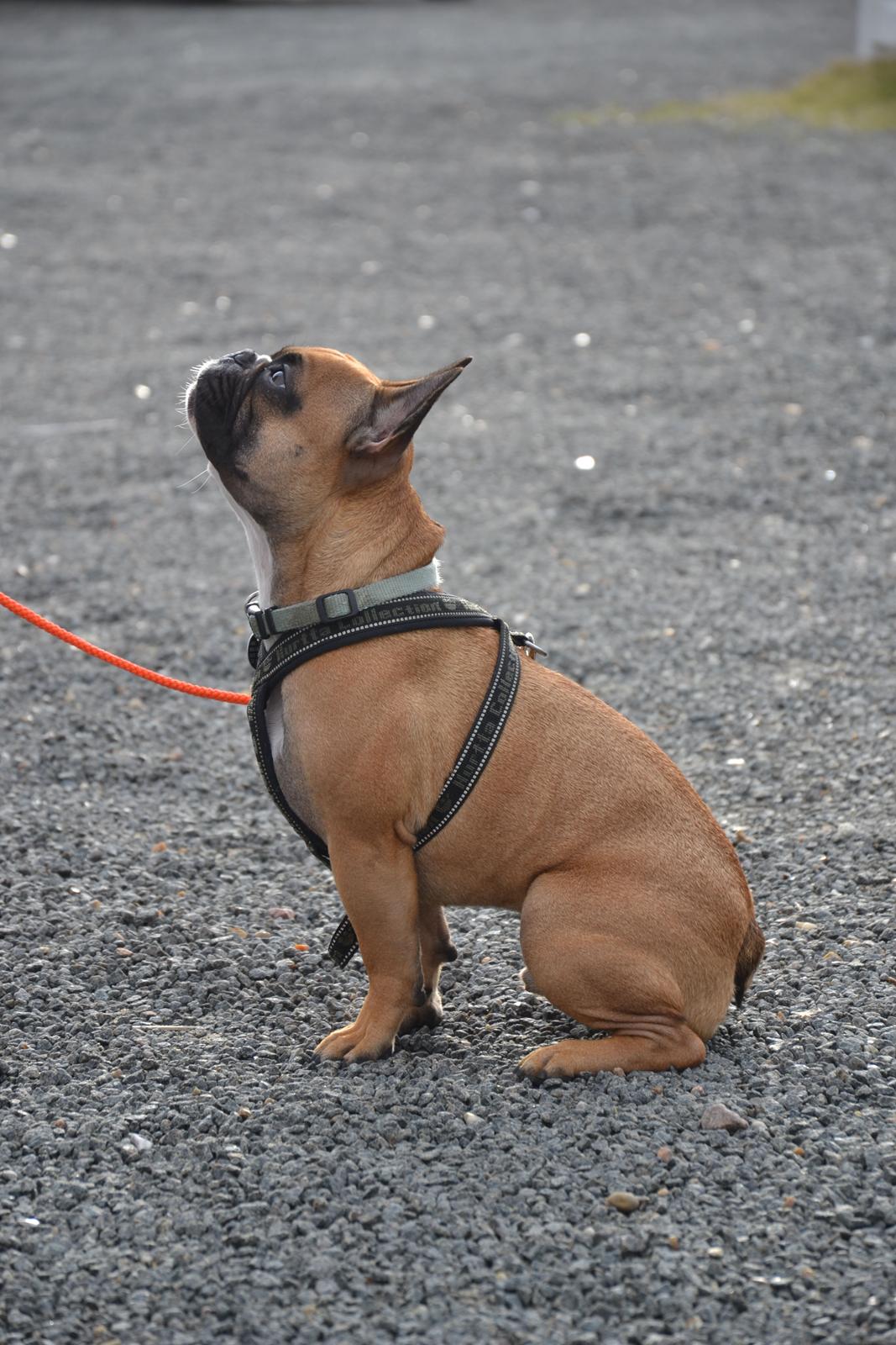 Fransk bulldog Willie - 1 år og 8 mdr.  billede 3