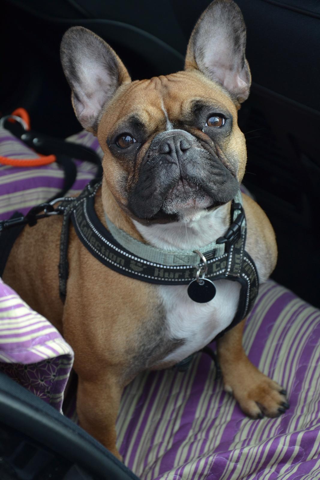 Fransk bulldog Willie - 1 år og 8 mdr. Efter en tur ved Vesterhavet. billede 4