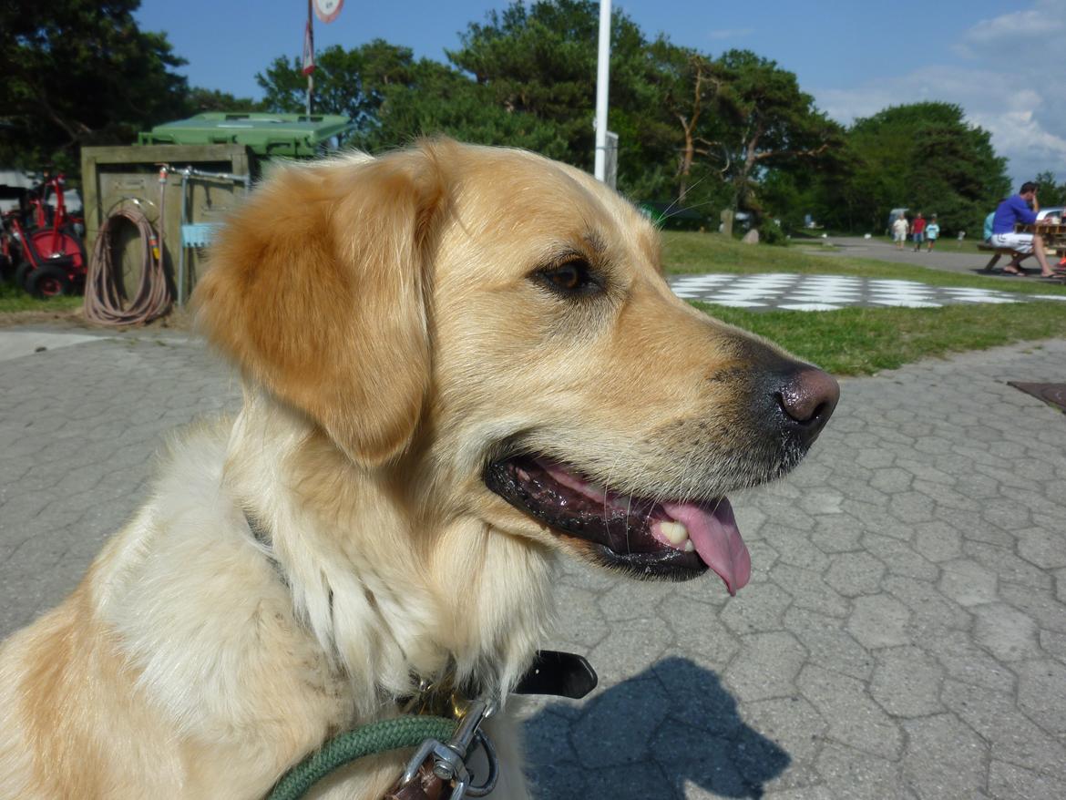 Golden retriever Pippi<3 billede 11