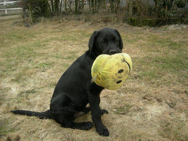 Labrador retriever Xavi billede 1