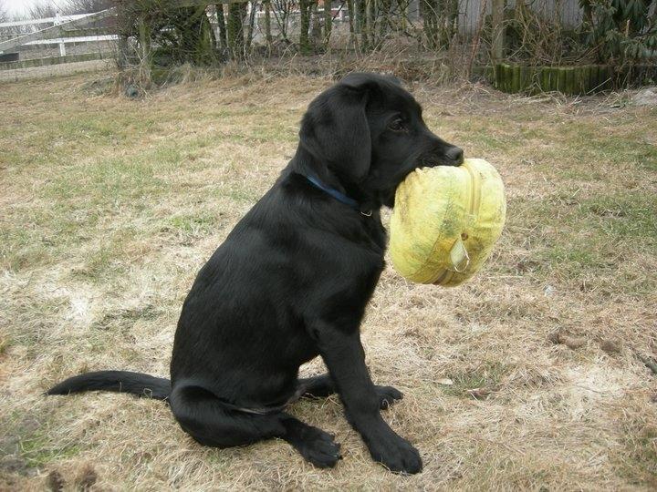 Labrador retriever Xavi billede 2