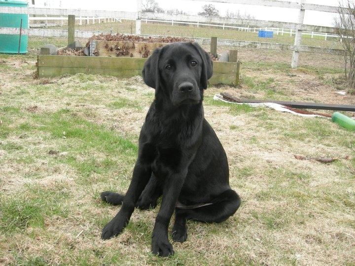 Labrador retriever Xavi billede 3