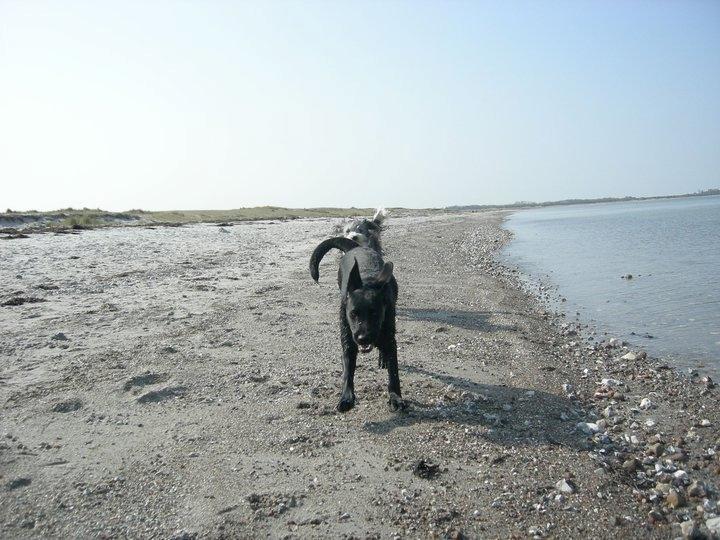 Labrador retriever Xavi billede 4