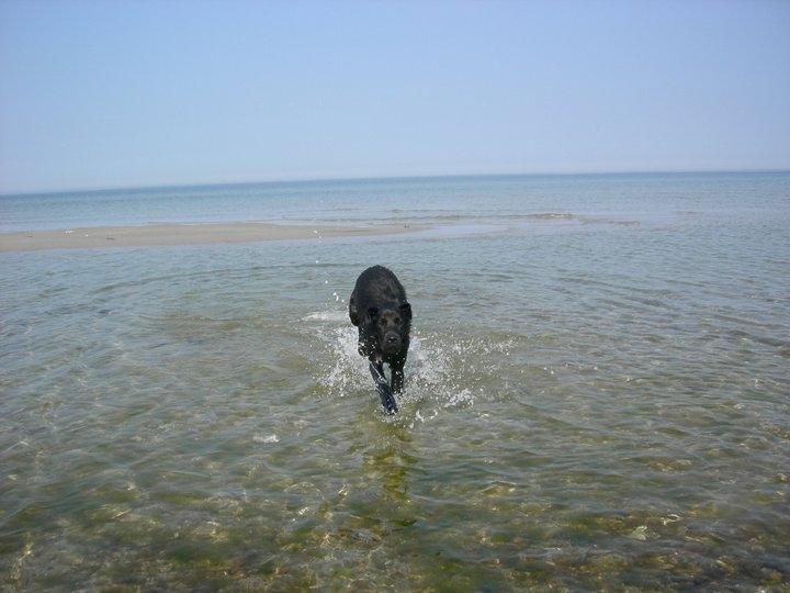 Labrador retriever Xavi billede 5