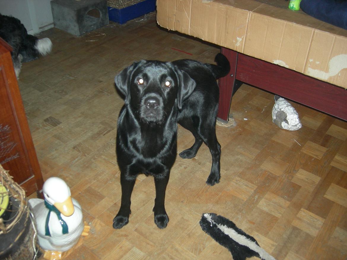 Labrador retriever Xavi billede 6