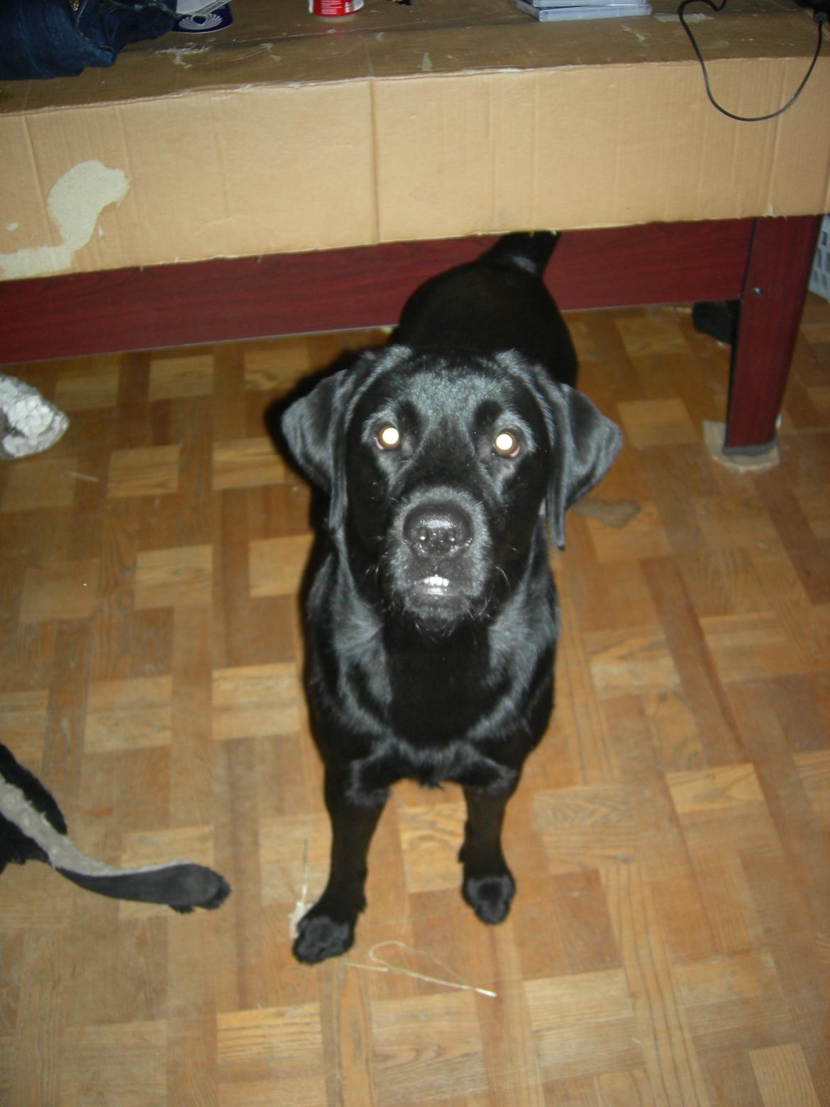 Labrador retriever Xavi billede 7