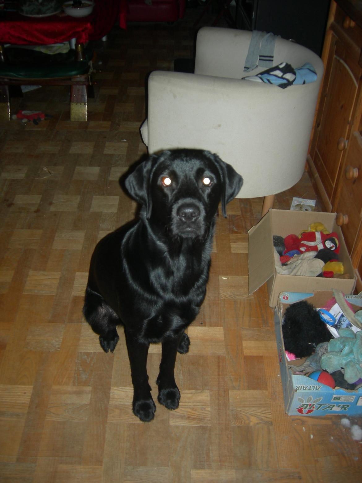 Labrador retriever Xavi billede 8