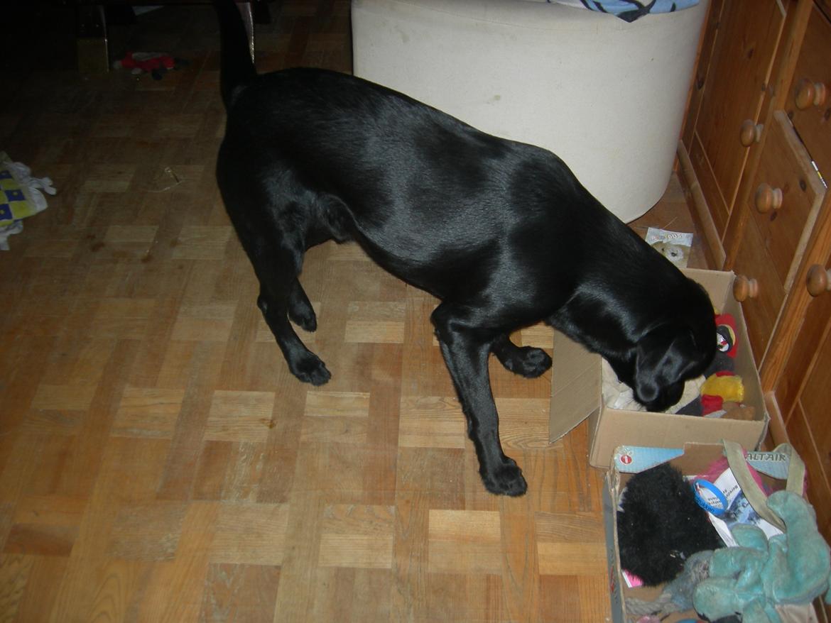 Labrador retriever Xavi billede 9