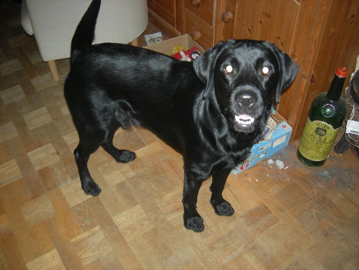 Labrador retriever Xavi billede 10