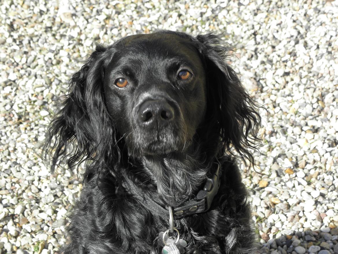 Breton Loke - :-) billede 29