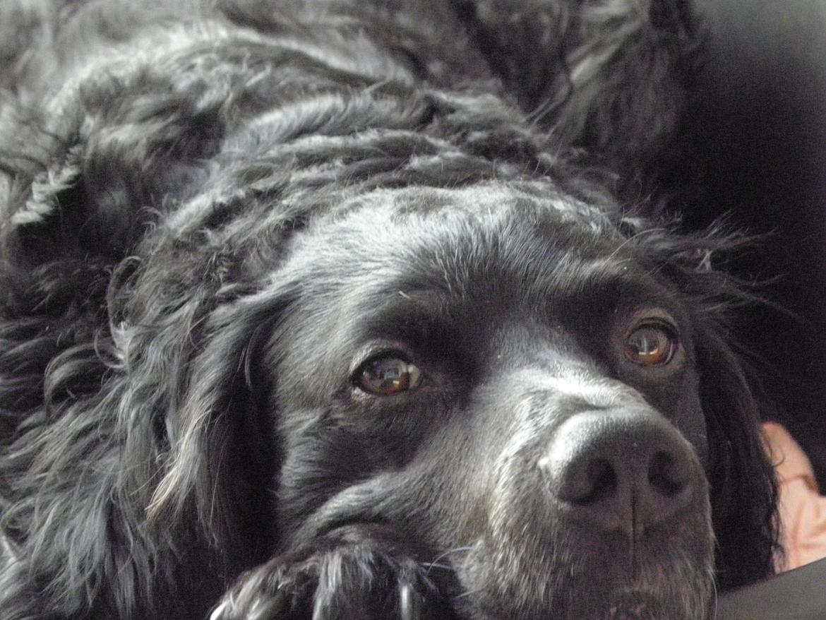 Breton Loke billede 14