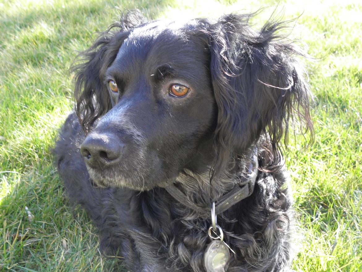 Breton Loke billede 27