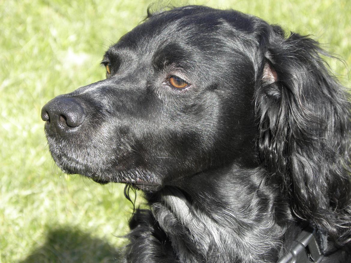 Breton Loke - Loke ser dramatisk ud! 8D billede 21