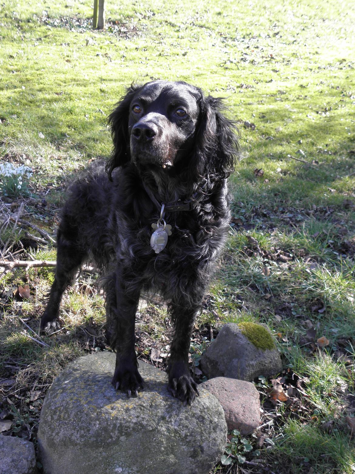 Breton Loke billede 16