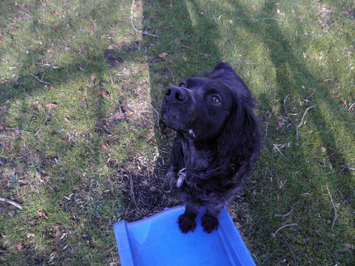 Breton Loke - Loke står på rutsjebanen :-) billede 10