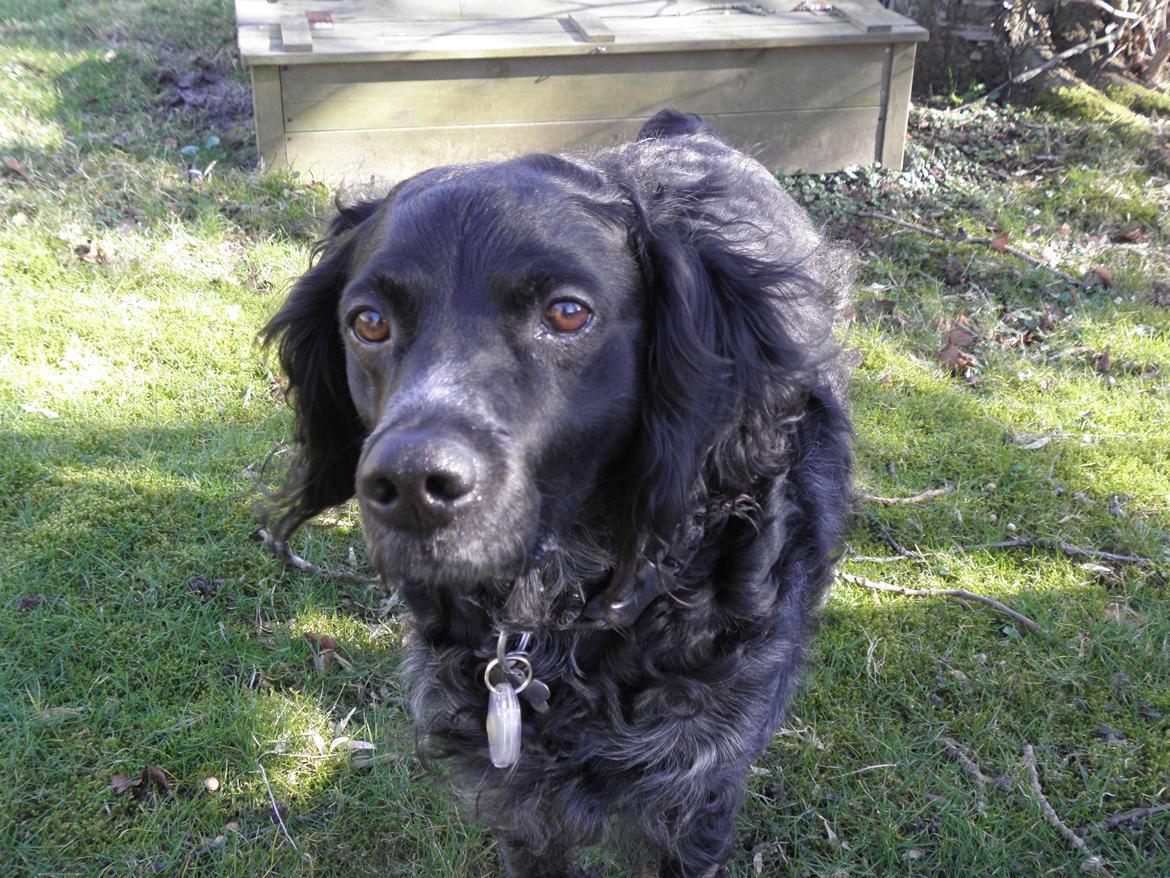 Breton Loke billede 15