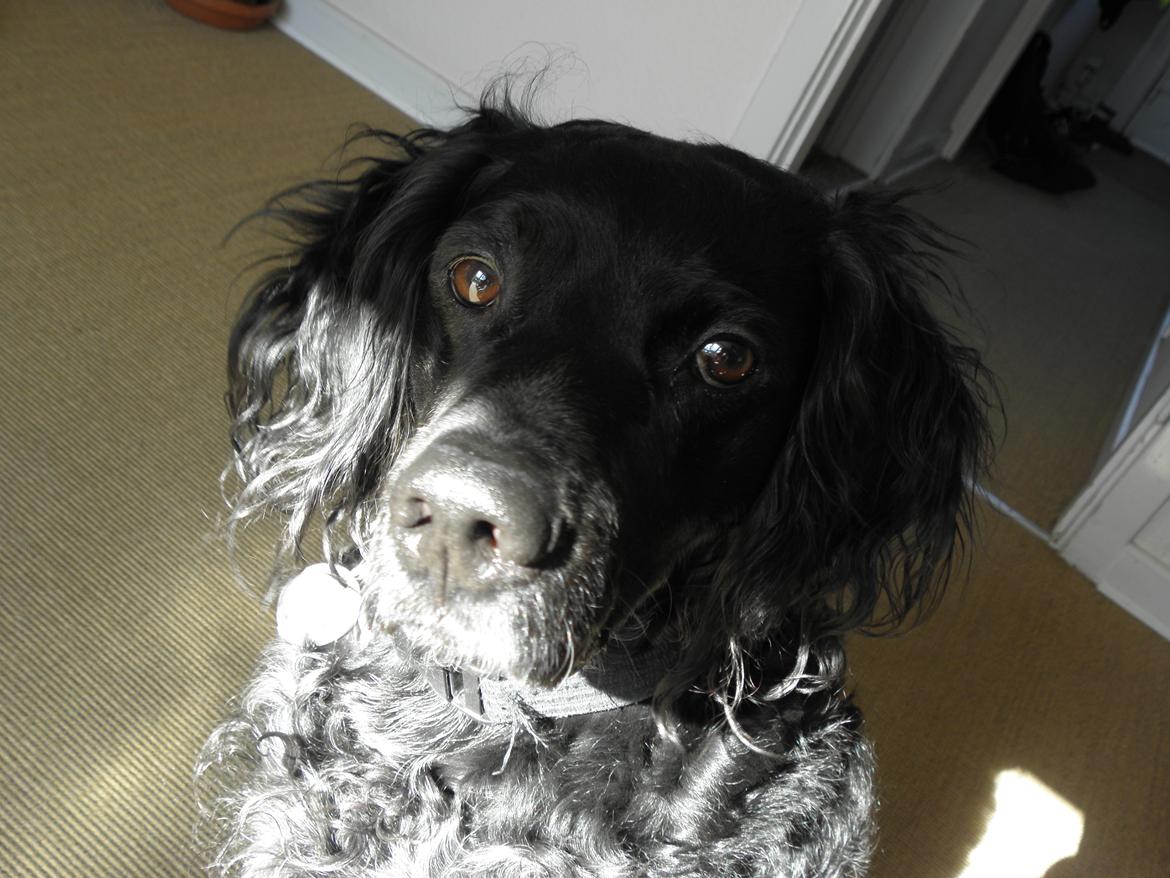 Breton Loke billede 31