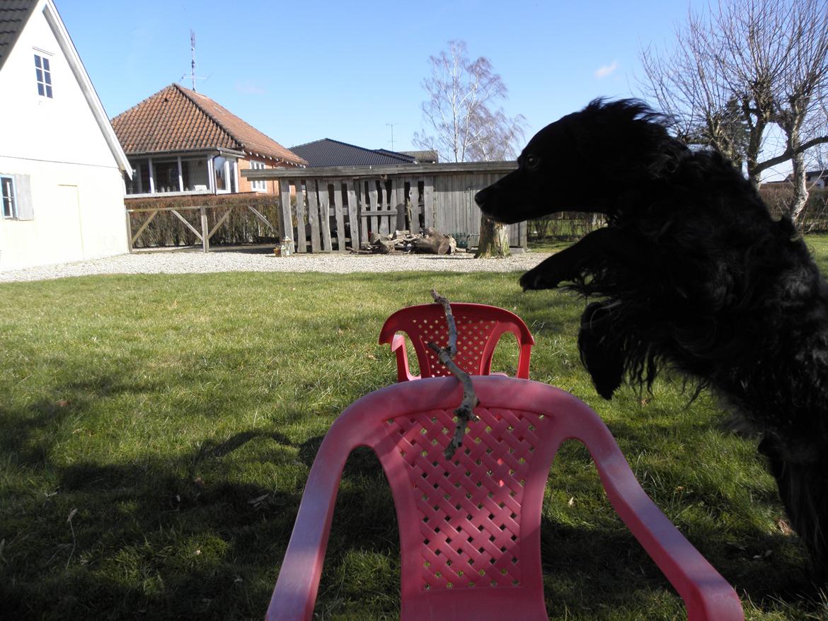 Breton Loke billede 30