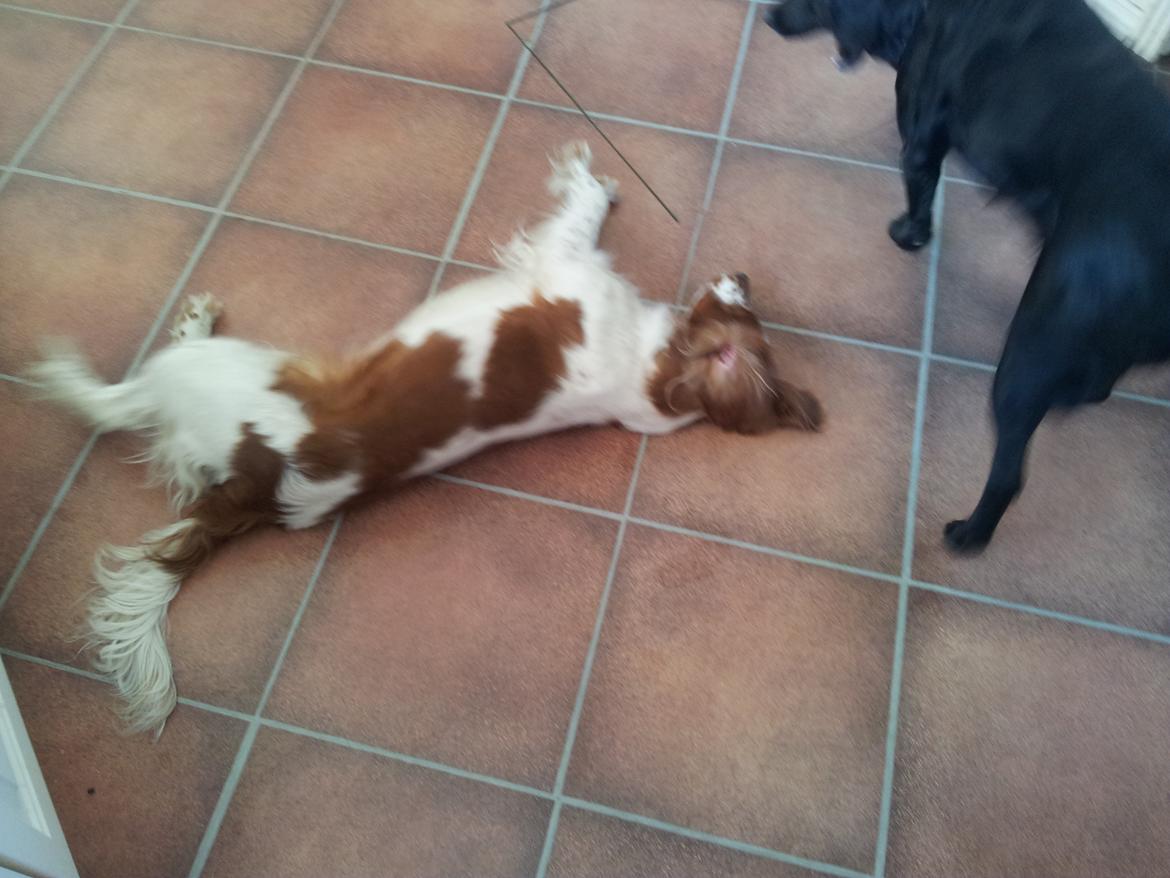 Welsh springer spaniel Flicka † - Taget d. 13-03-12 billede 4