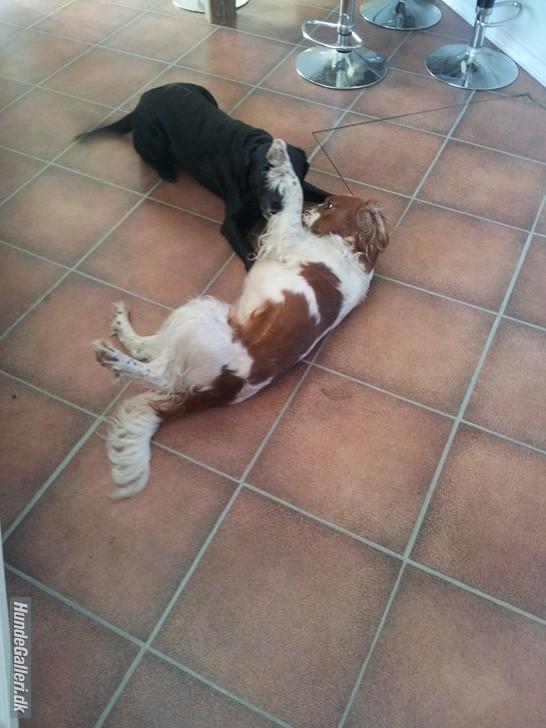 Welsh springer spaniel Flicka † - Taget d. 13-03-12 billede 25