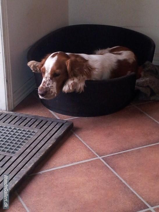 Welsh springer spaniel Flicka † - Taget d. 11-03-12
 billede 9