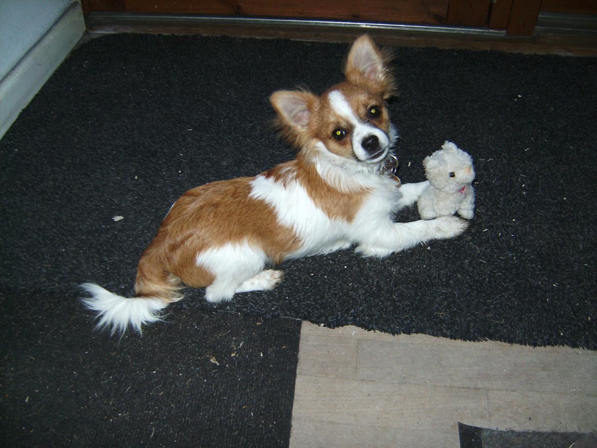 Chihuahua Nicky billede 3