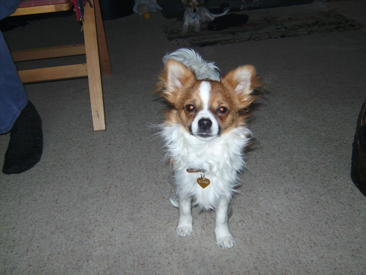 Chihuahua Nicky billede 2