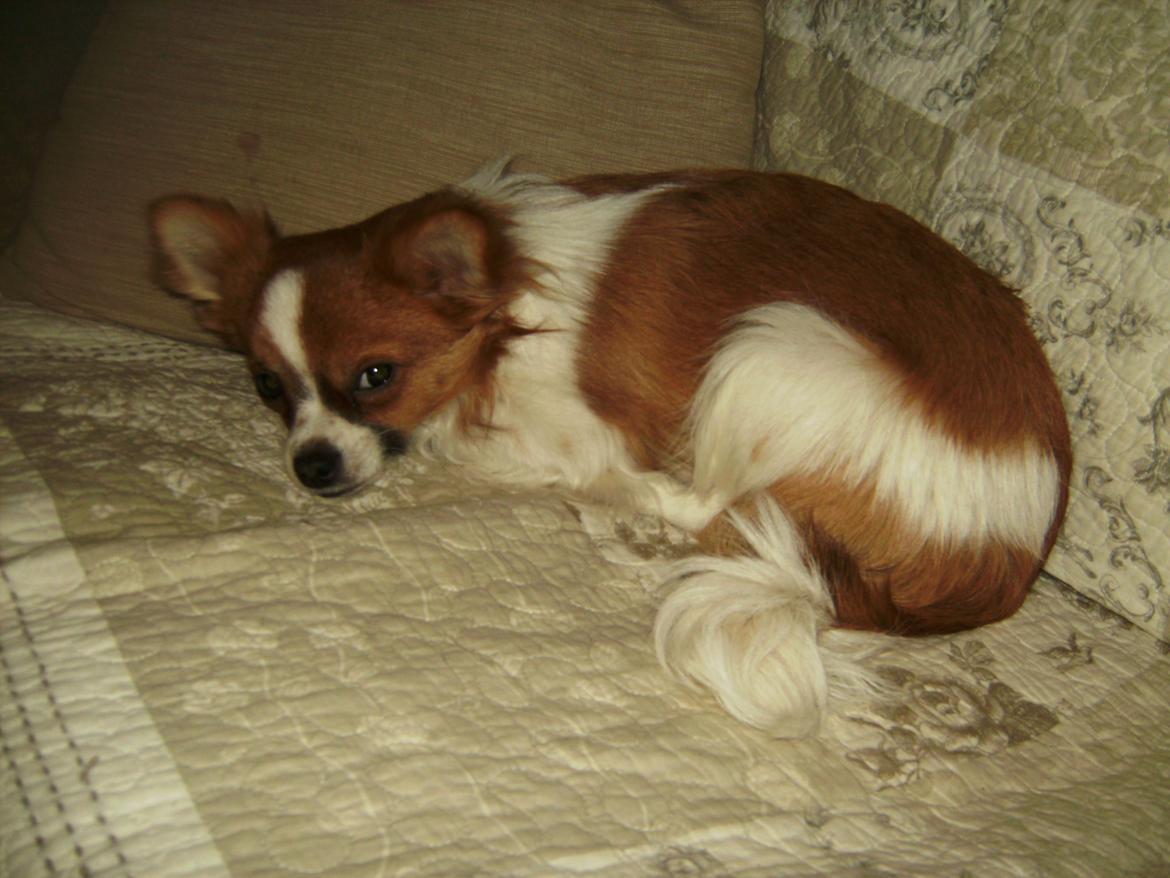 Chihuahua Nicky billede 4