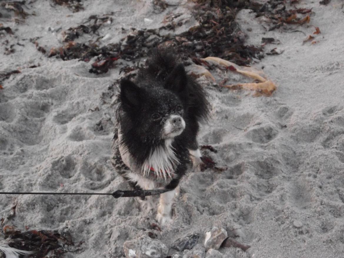 Blanding af racer Zita Chi/Papillon (RBM) - Hva griner du af?  billede 16