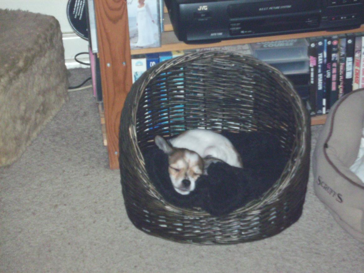 Chihuahua Jackie billede 4