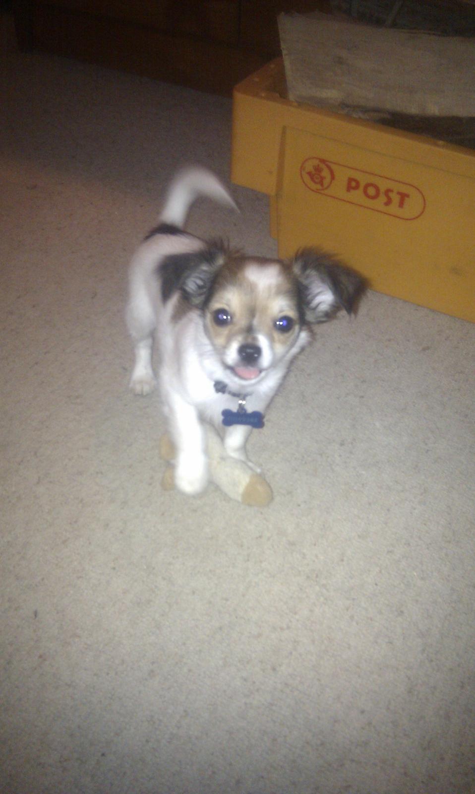 Chihuahua Jackie billede 6