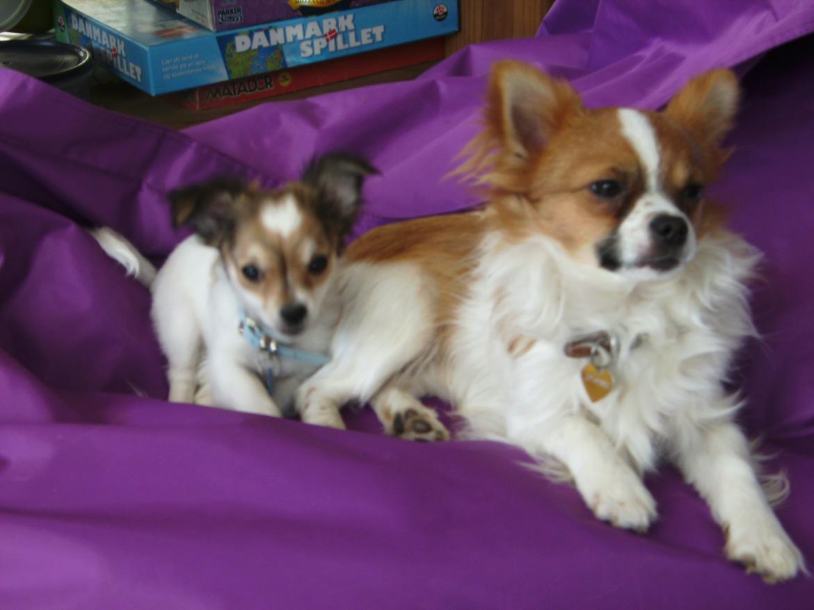 Chihuahua Jackie billede 7