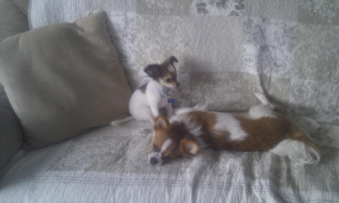 Chihuahua Jackie billede 8