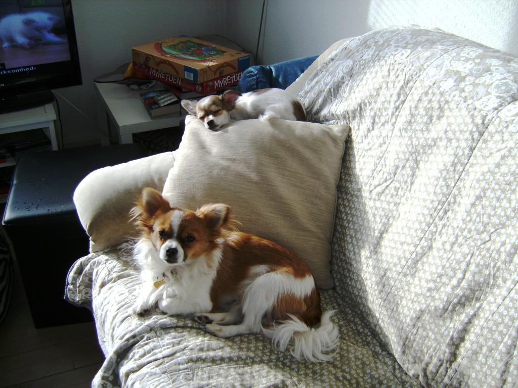 Chihuahua Jackie billede 9