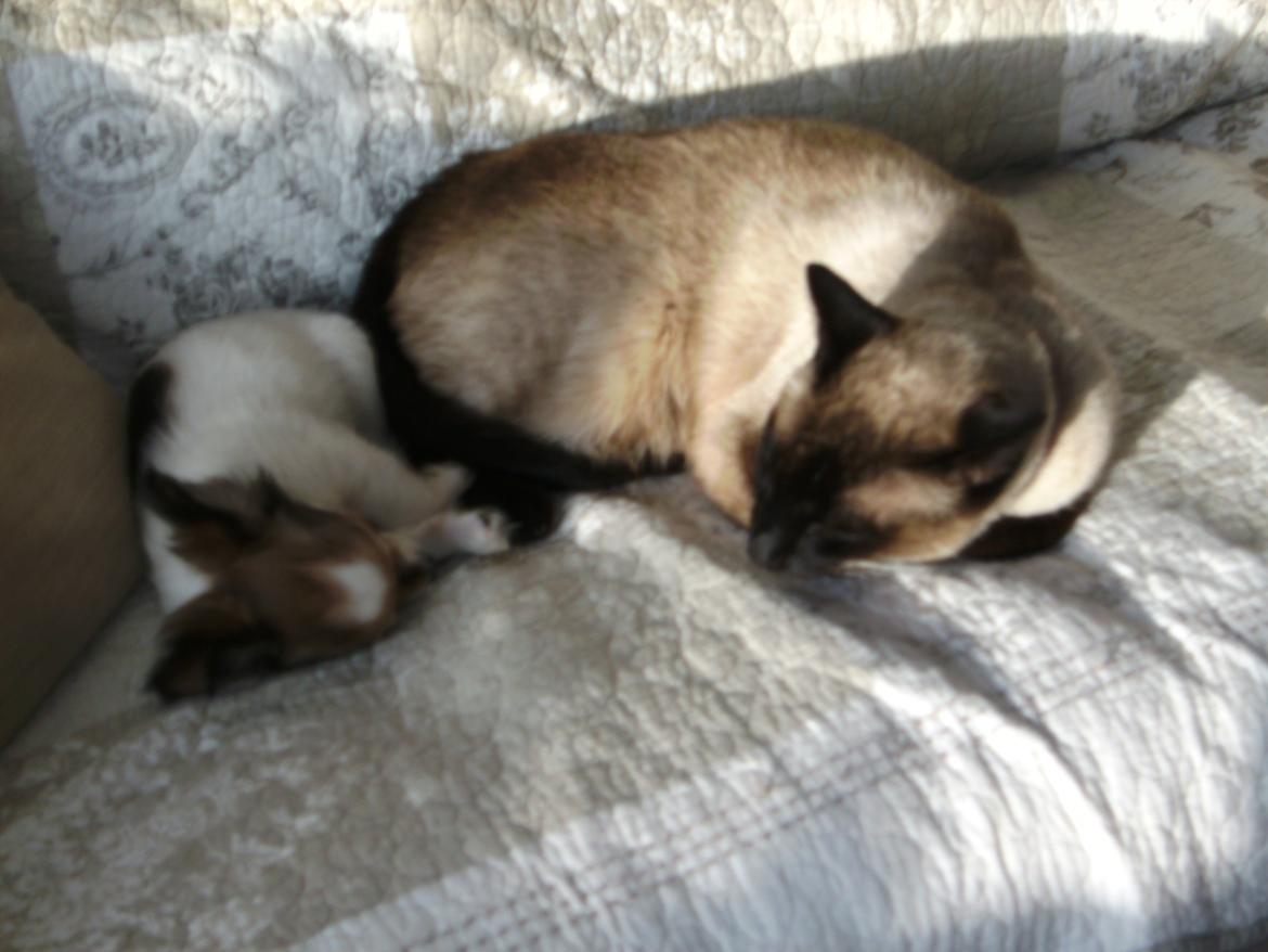 Chihuahua Jackie billede 11