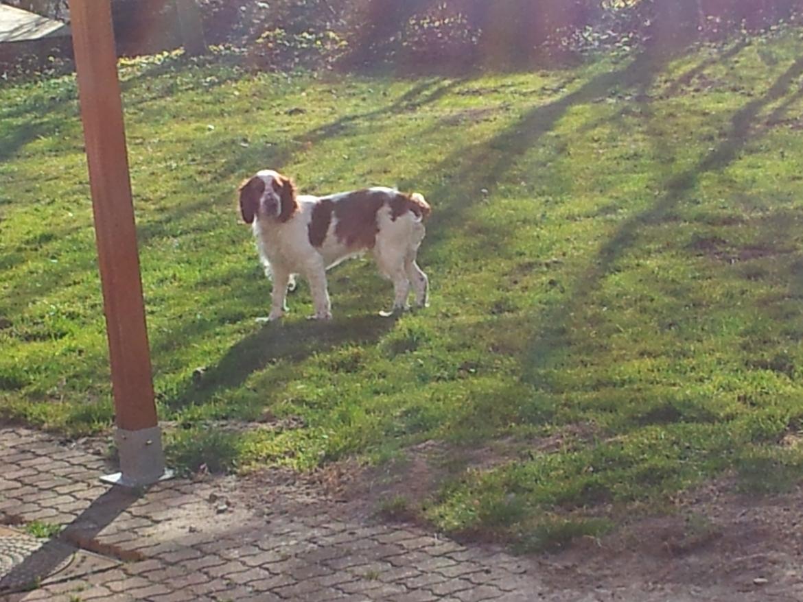 Welsh springer spaniel Flicka † - Taget d. 13-03-12 billede 16