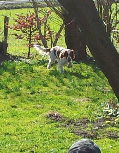 Welsh springer spaniel Flicka † - Taget d. 13-03-12 billede 23