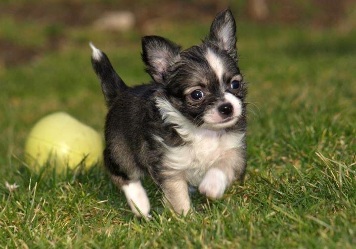 Chihuahua Balou billede 1