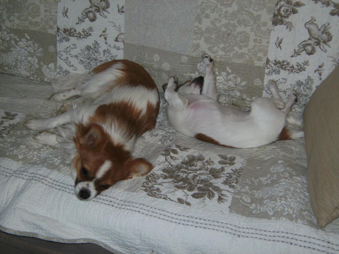 Chihuahua Nicky billede 6