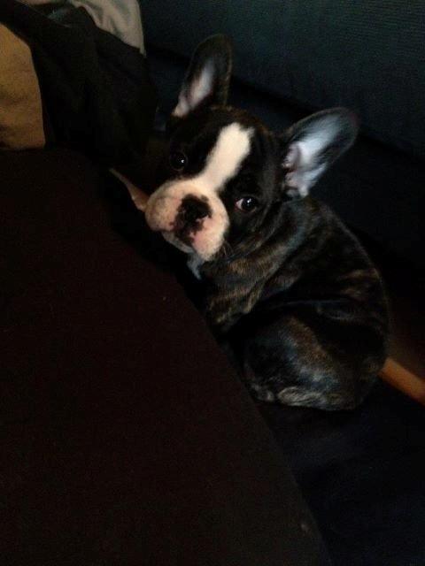 Fransk bulldog Batman' <3 - Batman '<3  billede 1